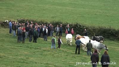 Philip explains breeding of brood cows